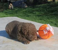 RFPM1, a male Chesapeake Bay Retriever for sale in Scottsville, KY – Photo 7 of 7