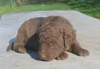 RFPM1, a male Chesapeake Bay Retriever for sale in Scottsville, KY – Photo 3 of 7