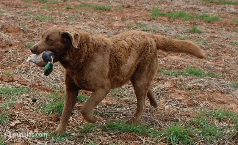RFAF2 – Chesapeake Bay Retriever puppy for sale in Scottsville, KY