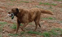 RFAF2, a female Chesapeake Bay Retriever for sale in Scottsville, KY – 1 of 5