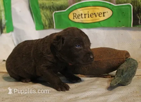 RFAM4 – Chesapeake Bay Retriever puppy for sale in Scottsville, KY