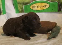 RFAM4, a male Chesapeake Bay Retriever for sale in Scottsville, KY – 1 of 3