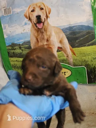 RFAM5 – Chesapeake Bay Retriever puppy for sale in Scottsville, KY