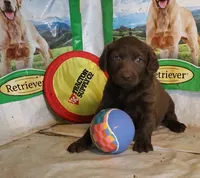 RFZF4, a female Chesapeake Bay Retriever for sale in Scottsville, KY – 4 of 6