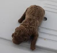 processed/3a884b3b-e035-4c31-9487-6dd4f369db1c/listing/19232d6b-a4a0-4d4b-8815-b285e3dcc20c/72a520da-1a2f-4c39-94a1-1adcb07d89eb