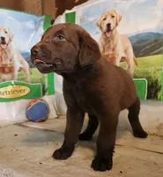 RFAM4, a male Chesapeake Bay Retriever for sale in Scottsville, KY – 2 of 5