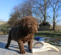 RFVF2, a female Chesapeake Bay Retriever for sale in Scottsville, KY – Photo 7 of 8
