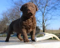 RFVF2, a female Chesapeake Bay Retriever for sale in Scottsville, KY – Photo 2 of 8