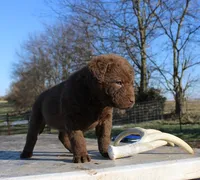 RFVF2, a female Chesapeake Bay Retriever for sale in Scottsville, KY – Photo 4 of 8