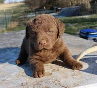 RFVF2, a female Chesapeake Bay Retriever for sale in Scottsville, KY – Photo 3 of 8