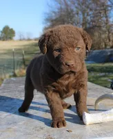 RFVF2, a female Chesapeake Bay Retriever for sale in Scottsville, KY – Photo 8 of 8