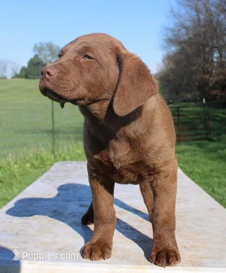 RFVF2 – Chesapeake Bay Retriever puppy for sale in Scottsville, KY