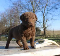 RFVF2, a female Chesapeake Bay Retriever for sale in Scottsville, KY – Photo 1 of 8