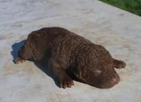 RFPF1, a male Chesapeake Bay Retriever for sale in Scottsville, KY – Photo 3 of 3