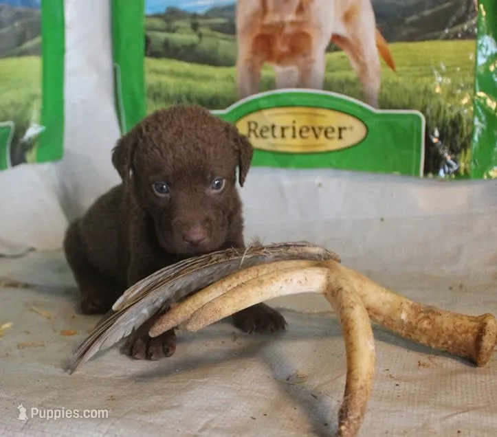 RFPF1 – Chesapeake Bay Retriever puppy for sale in Scottsville, KY