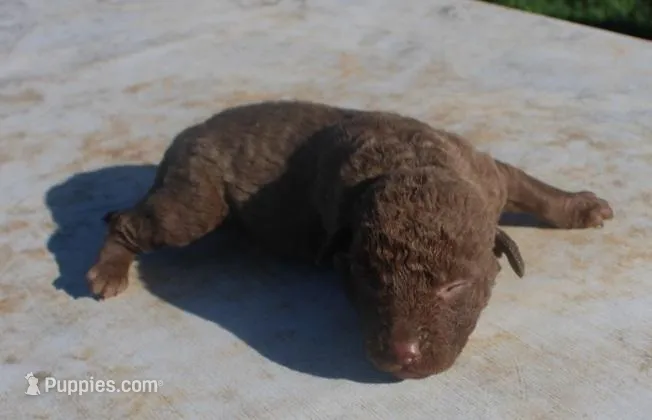 RFPF1 – Chesapeake Bay Retriever puppy for sale in Scottsville, KY