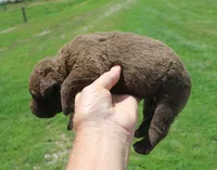 RFKF4, a female Chesapeake Bay Retriever for sale in Scottsville, KY – 2 of 5