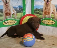 RFZF2, a female Chesapeake Bay Retriever for sale in Scottsville, KY – 6 of 6
