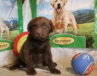 RFZM3, a male Chesapeake Bay Retriever for sale in Scottsville, KY – 4 of 5