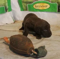 RFAM6, a male Chesapeake Bay Retriever for sale in Scottsville, KY – 3 of 5