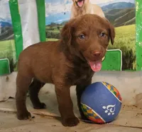 RFAM5, a male Chesapeake Bay Retriever for sale in Scottsville, KY – 3 of 3