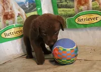 RFAM1, a male Chesapeake Bay Retriever for sale in Scottsville, KY – 4 of 5