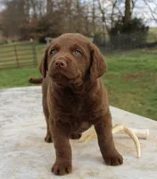 RFVM4, a female Chesapeake Bay Retriever for sale in Scottsville, KY – Photo 6 of 8