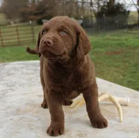 RFVM4, a female Chesapeake Bay Retriever for sale in Scottsville, KY – Photo 7 of 8