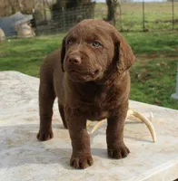 RFVM4, a female Chesapeake Bay Retriever for sale in Scottsville, KY – Photo 4 of 8
