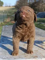 RFVF1, a female Chesapeake Bay Retriever for sale in Scottsville, KY – Photo 4 of 5