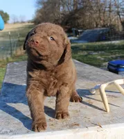 RFVF1, a female Chesapeake Bay Retriever for sale in Scottsville, KY – Photo 1 of 5