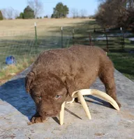 RFVF1, a female Chesapeake Bay Retriever for sale in Scottsville, KY – Photo 5 of 5