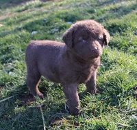 RFVF1, a female Chesapeake Bay Retriever for sale in Scottsville, KY – Photo 3 of 5
