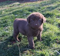 RFVF1, a female Chesapeake Bay Retriever for sale in Scottsville, KY – Photo 2 of 5