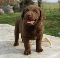 RFVM4, a female Chesapeake Bay Retriever for sale in Scottsville, KY – Photo 3 of 8