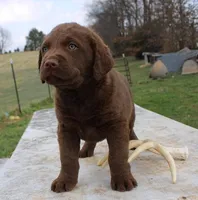 RFVM4, a female Chesapeake Bay Retriever for sale in Scottsville, KY – Photo 8 of 8