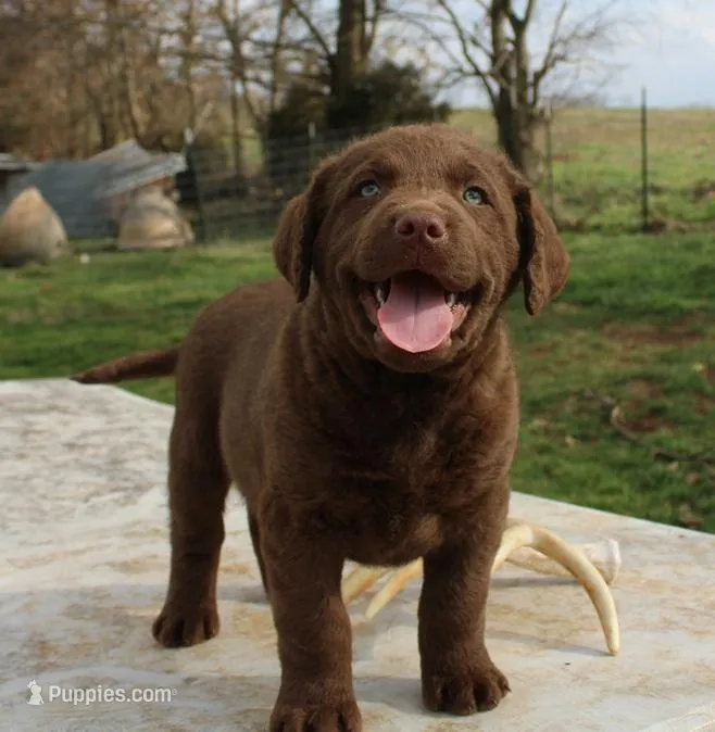 RFVM4, a female Chesapeake Bay Retriever for sale in Scottsville, KY – Photo 1 of 8