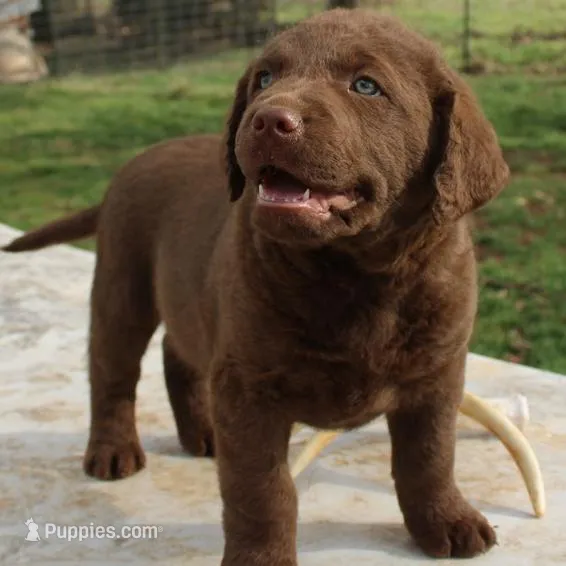 RFVM4, a female Chesapeake Bay Retriever for sale in Scottsville, KY – Photo 2 of 8