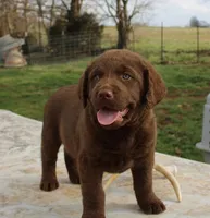 RFVM4, a female Chesapeake Bay Retriever for sale in Scottsville, KY – Photo 5 of 8