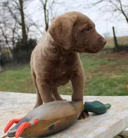 RFBM2, a male Chesapeake Bay Retriever for sale in Scottsville, KY – Photo 10 of 10