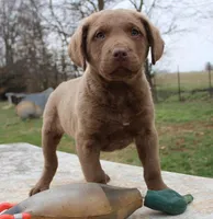 RFBM2, a male Chesapeake Bay Retriever for sale in Scottsville, KY – Photo 8 of 10