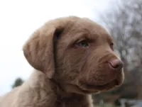 RFBM2, a male Chesapeake Bay Retriever for sale in Scottsville, KY – Photo 5 of 10