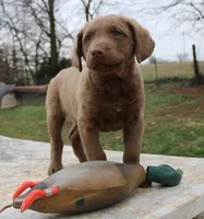 RFBM2, a male Chesapeake Bay Retriever for sale in Scottsville, KY – Photo 9 of 10