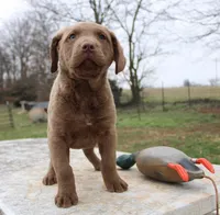 RFBM2, a male Chesapeake Bay Retriever for sale in Scottsville, KY – Photo 7 of 10