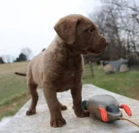 RFBM2, a male Chesapeake Bay Retriever for sale in Scottsville, KY – Photo 6 of 10