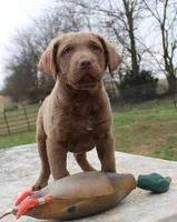 RFBM2, a male Chesapeake Bay Retriever for sale in Scottsville, KY – Photo 1 of 10