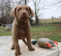 RFBM2, a male Chesapeake Bay Retriever for sale in Scottsville, KY – Photo 2 of 10