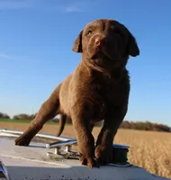 RF104hold, a male Chesapeake Bay Retriever for sale in Scottsville, KY – Photo 3 of 4