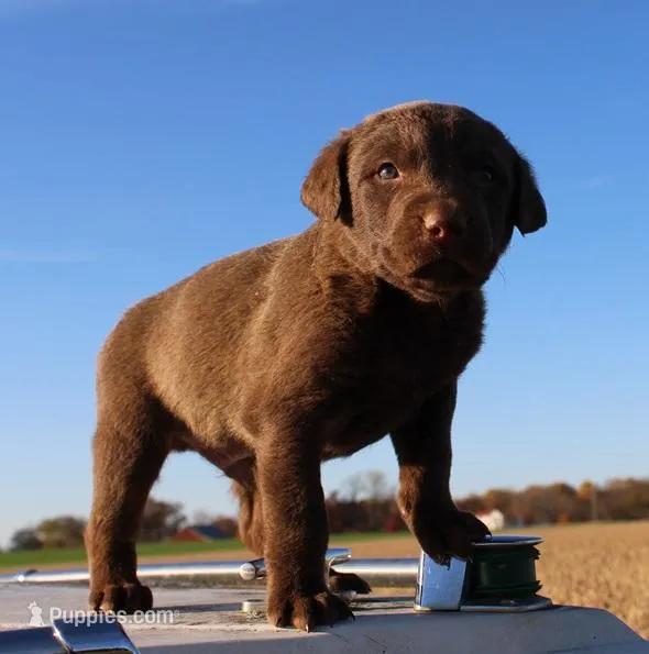 RF104hold, a male Chesapeake Bay Retriever for sale in Scottsville, KY – Photo 1 of 4