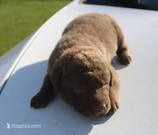 RFKM1 – Chesapeake Bay Retriever puppy for sale in Scottsville, KY